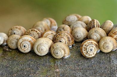 音乐冒险游戏《Koira》面向PC平台公布